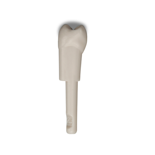 Diente Marfilina Premolar 2.5