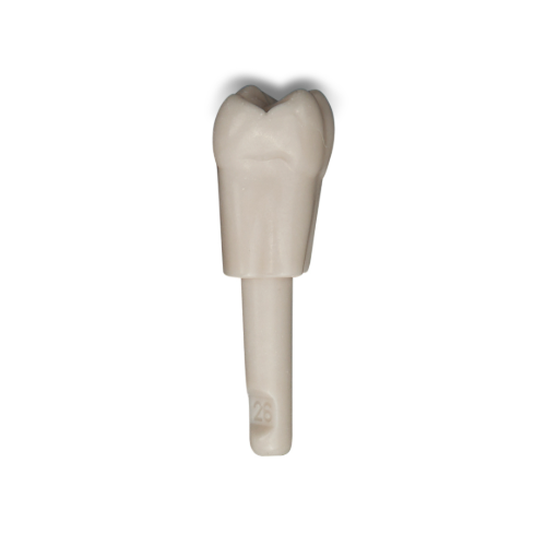 Diente Marfilina Molar 2.6