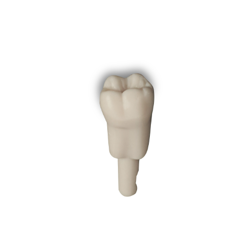 Diente Marfilina Molar 3.6