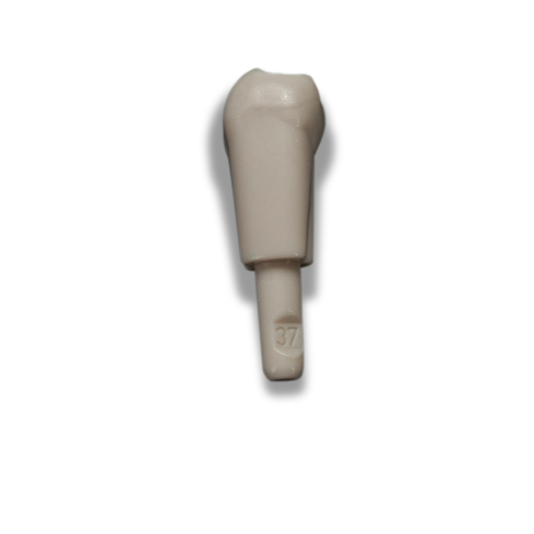 Diente Marfilina molar 3.7