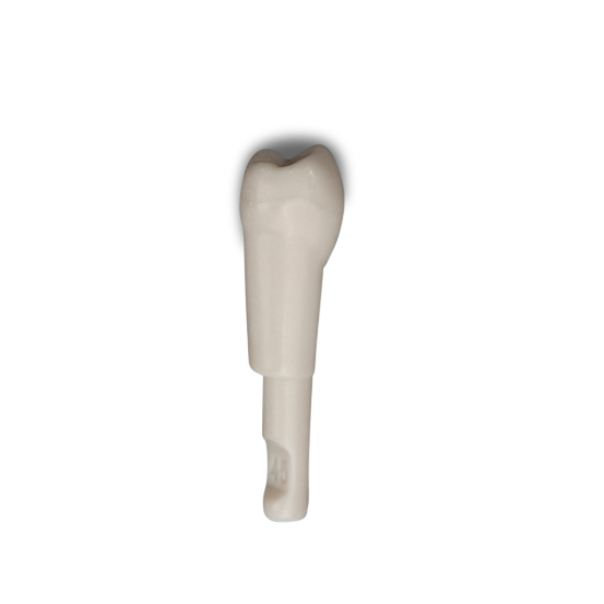 Diente Marfilina Premolar 4.5
