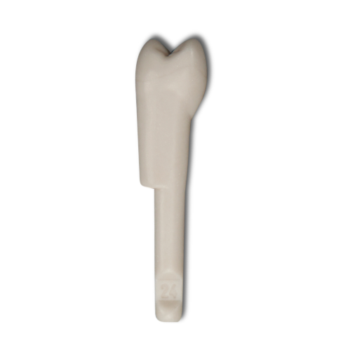 Diente Marfilina Premolar 2.4