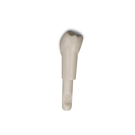Diente Marfilina Premolar 3.5