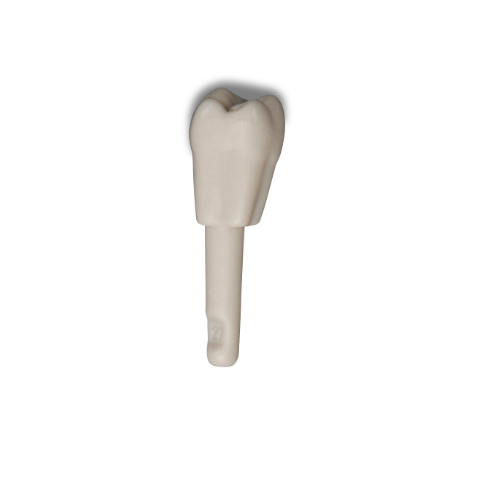Diente Marfilina Molar 2.7
