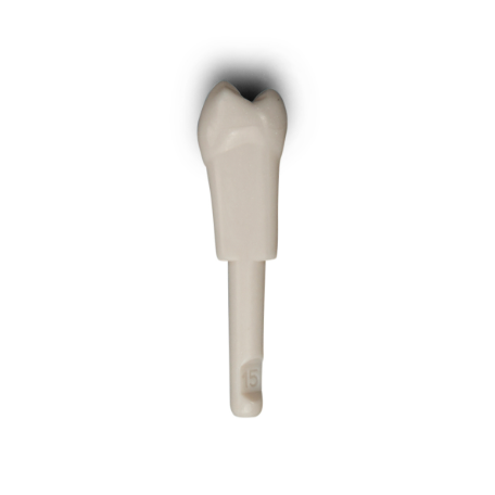 Diente Marfilina Premolar 1.5