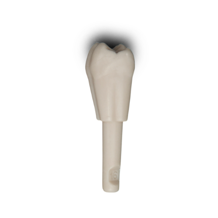 Diente Marfilina Molar 1.6