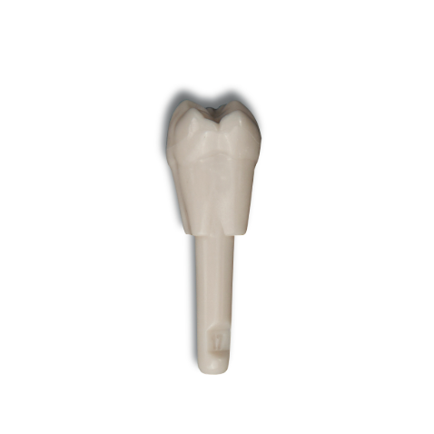 Diente Marfilina Molar 1.7
