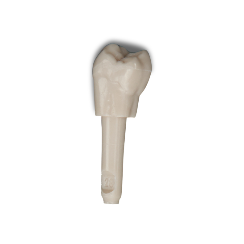 Diente Marfilina Molar 2.8