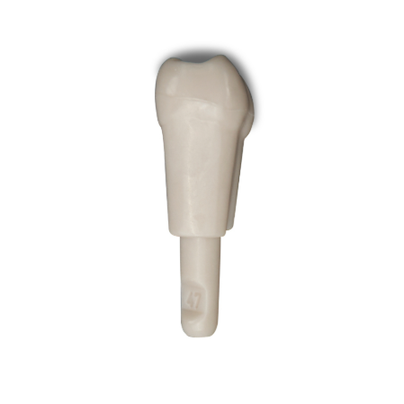 Diente Marfilina Molar 4.7