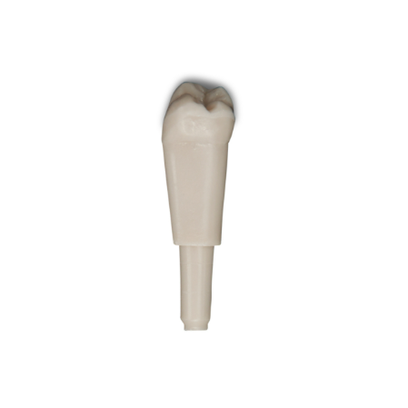 Diente Marfilina Molar 4.8