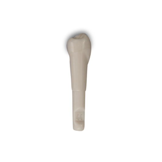 Diente Marfilina Premolar 4.4