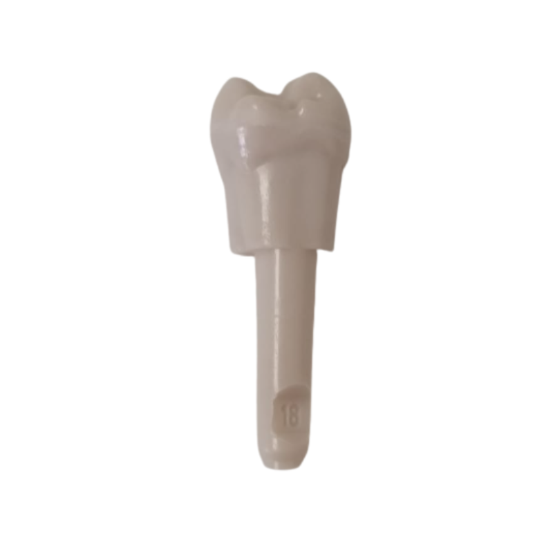 Diente Marfilina Molar 1.8