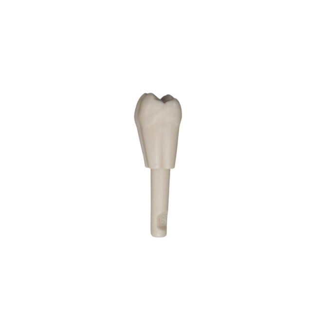 Diente Marfilina Molar 1.6
