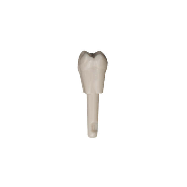 Diente Marfilina Molar 1.7