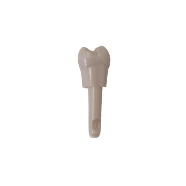 Diente Marfilina Molar 1.8