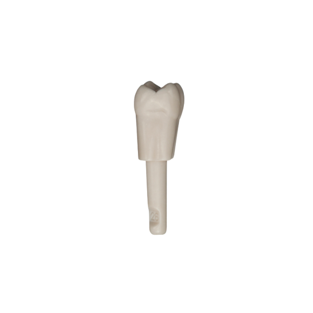 Diente Marfilina Molar 2.6
