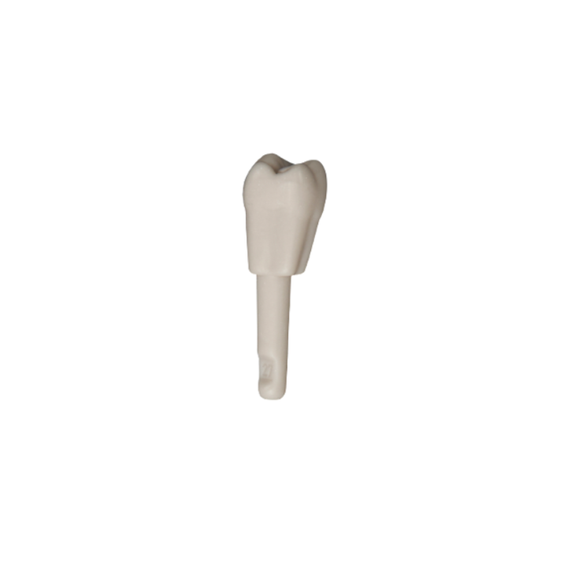 Diente Marfilina Molar 2.7