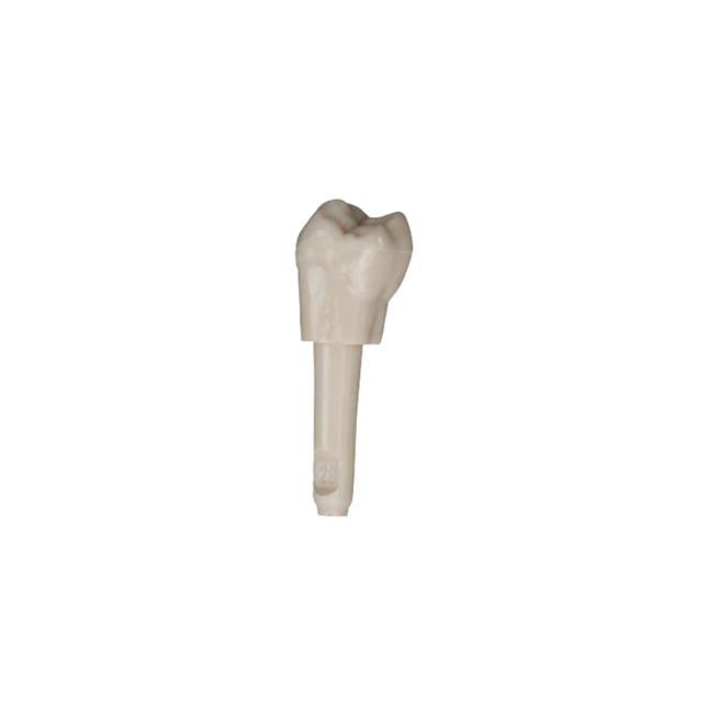 Diente Marfilina Molar 2.8