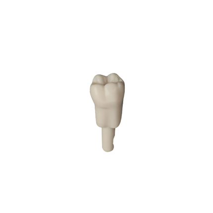 Diente Marfilina Molar 3.6