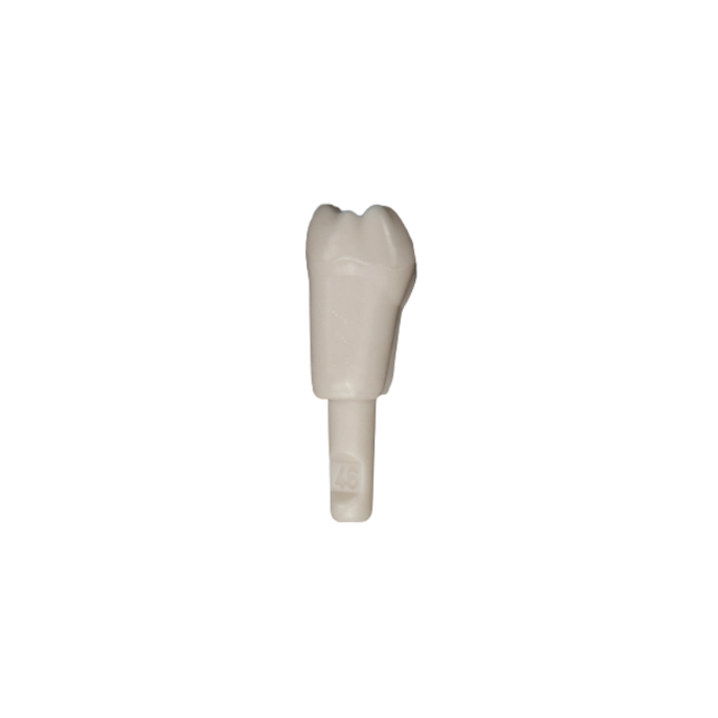 Diente Marfilina Molar 4.6