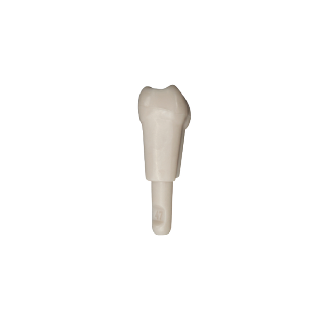 Diente Marfilina Molar 4.7