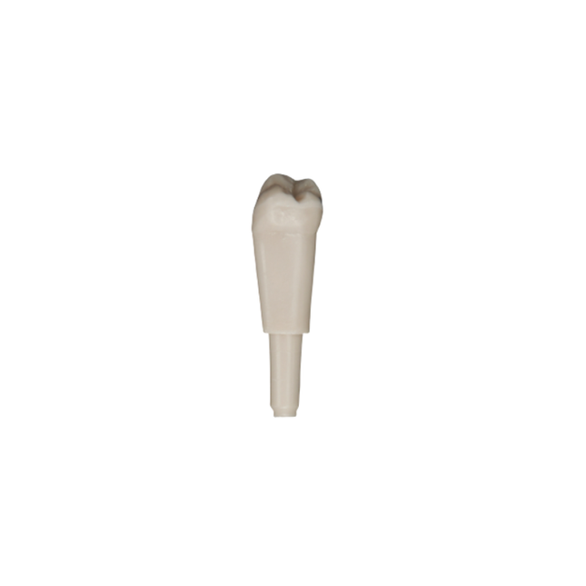 Diente Marfilina Molar 4.8