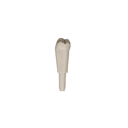 Diente Marfilina Molar 4.8