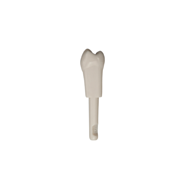 Diente Marfilina Premolar 1.5