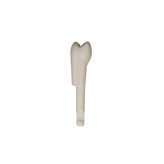 Diente Marfilina Premolar 2.4