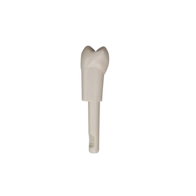 Diente Marfilina Premolar 2.5