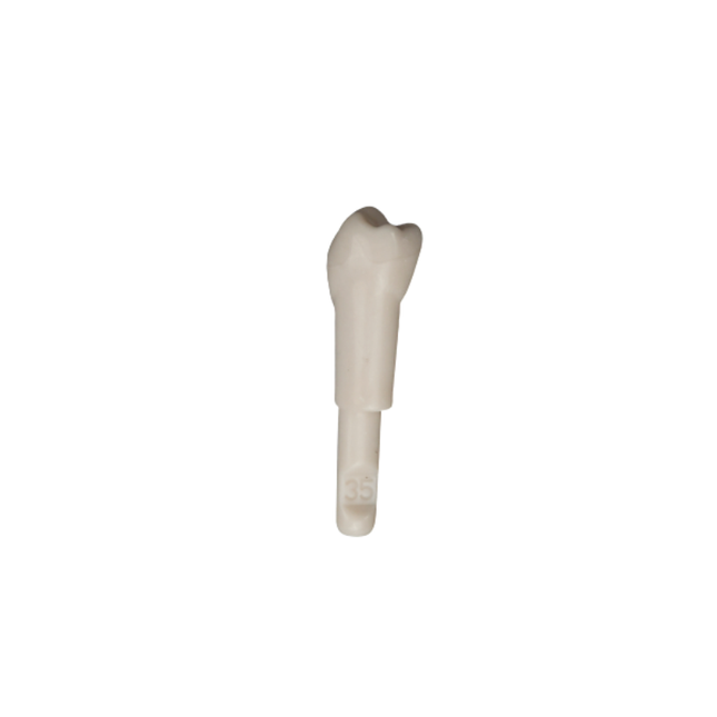 Diente Marfilina Premolar 3.5