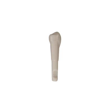 Diente Marfilina Premolar 4.4