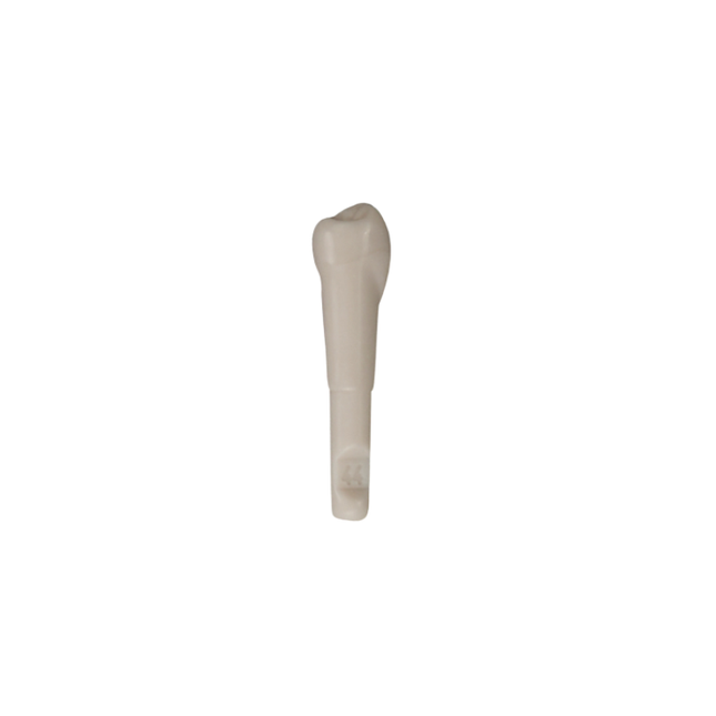 Diente Marfilina Premolar 4.4