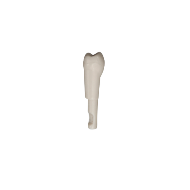 Diente Marfilina Premolar 4.5