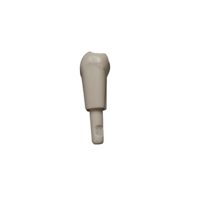 Diente Marfilina molar 3.7